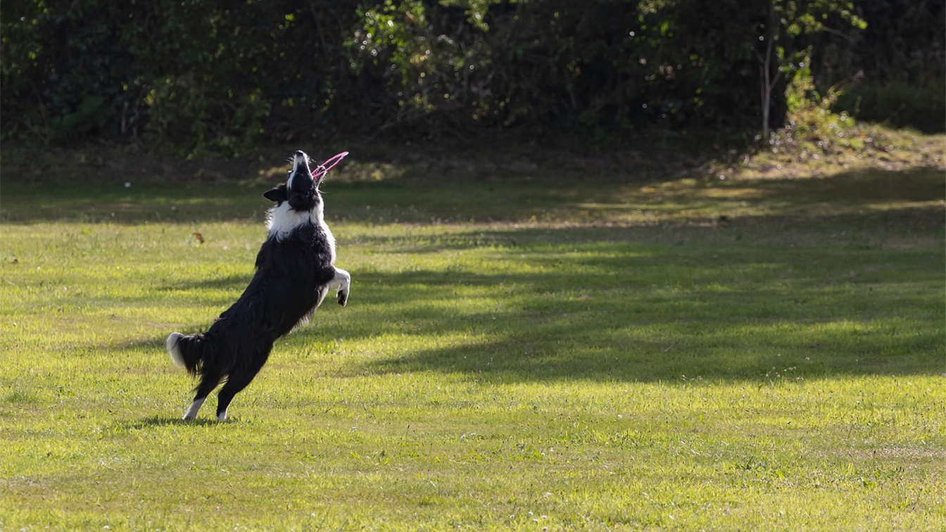 Cachorro border collie pulando para pegar um disco em um gramado