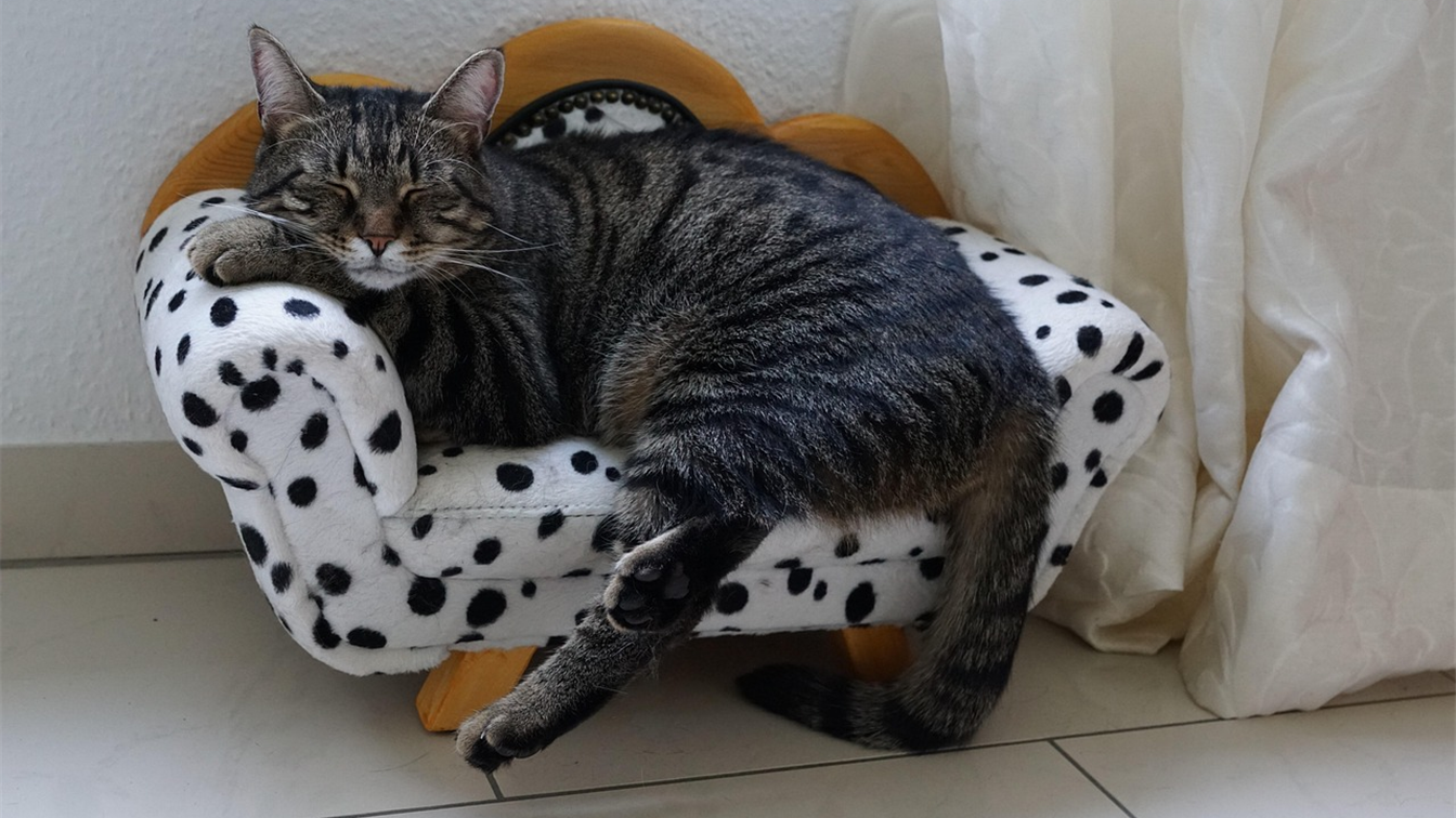Gato dormindo em mini sofá de bolinhas