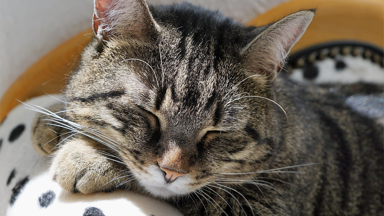 tabby cat sleeping on a cozy sofa