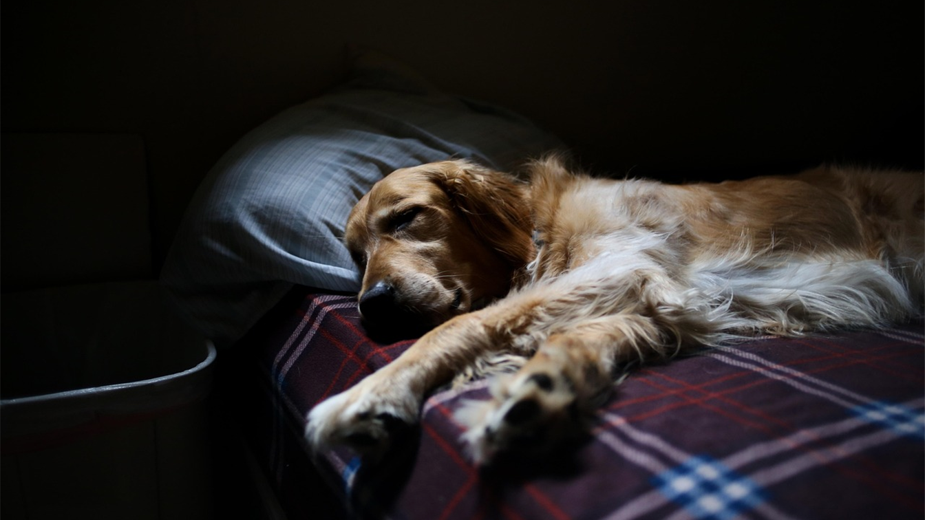 golden retriever dog sleeping on a pet bed