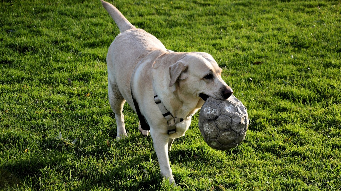 Cão brincando com bola em um parque, exemplo de exercício diário para vira-lata