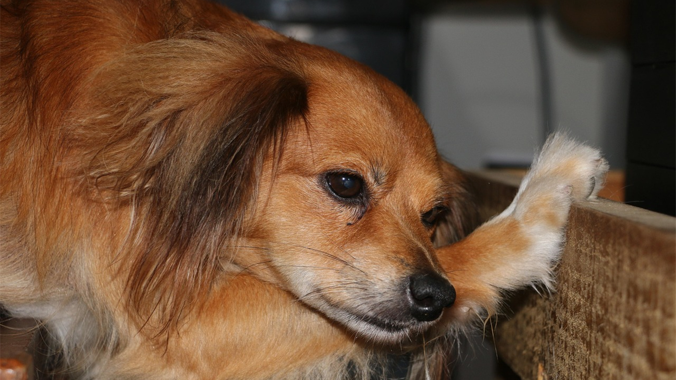 Cachorro cansado deitado com vomito e sinais de mal-estar